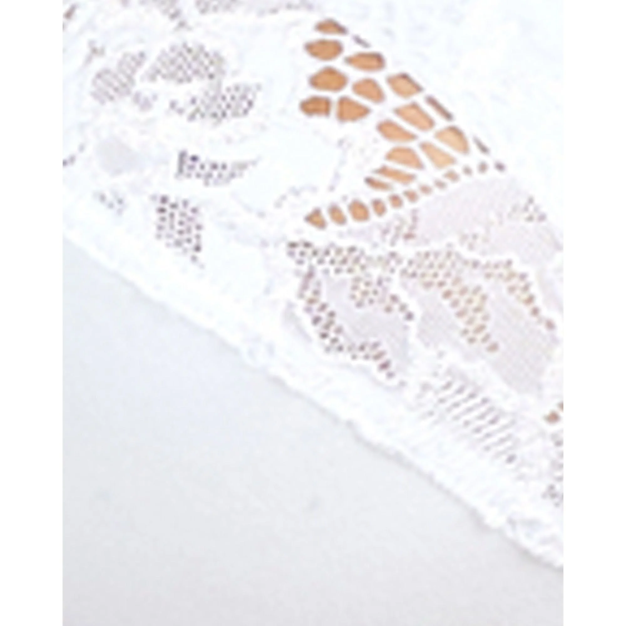 Coton d'Arum Wirefree Organic Cotton Bra-White - Image 6